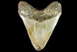 Fossil Megalodon Tooth - North Carolina #109842-2